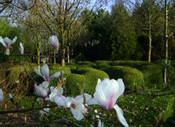 voorjaar magnolia